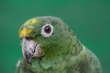 Green Parrot