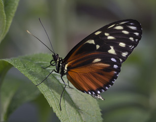 Fototapeta na wymiar Macro Orange and Black Butterfly