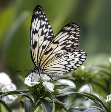 Nymph Butterfly on a White Flower