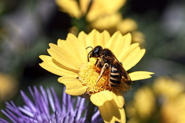 bee