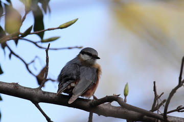 Spatz sitzt auf Ast und putzt sich