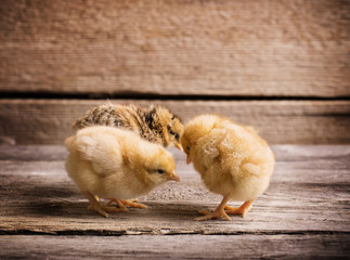 little yellow kid chick standing on wooden background