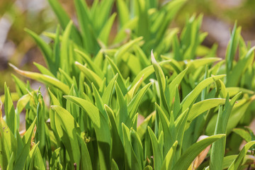 Vegetative background