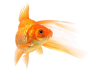 Goldfish on a white background