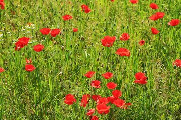 Fototapeta na wymiar Spring Meadow fully of red Weed