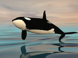 Obraz premium Killer whale jump - 3D render