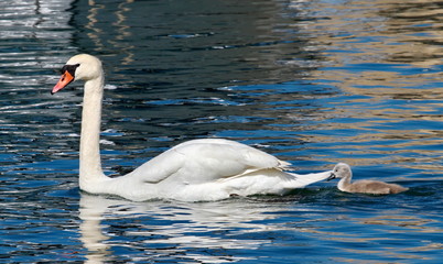 Mute swan and baby (cygnus olor)