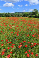 Fototapeta na wymiar Spring Meadow fully of red Weed