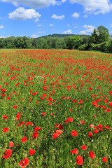 Spring Meadow fully of red Weed