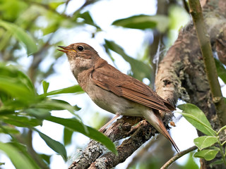 Fototapeta premium Thrush Nightingale (Luscinia luscinia)