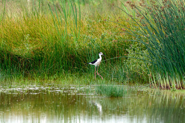 Cavaliere d'Italia - Himantopus himantopus