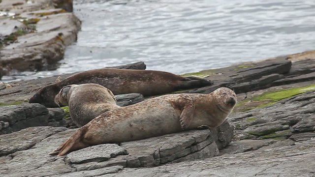 A view of Grey Seals resting on a rocky shore.