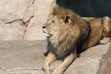 Löwe liegt auf Stein