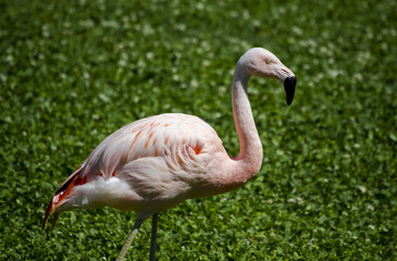 Pink Flamingo