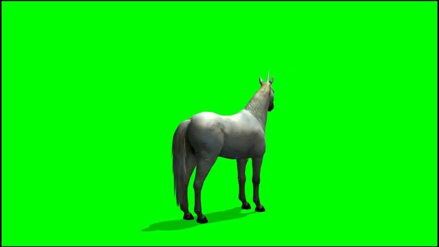 Unicorn stands and looks around  - green screen