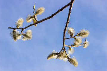 Sprig willow