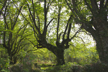 Tree in forest in Santa Mariña de augas Santas, Allariz, Spain
