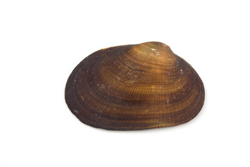 Isolated macro image of a sea shell.