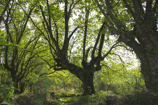 Tree in forest in Santa Mari&ntilde;a de augas Santas, Allariz, Spain