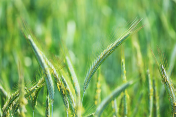 Detail of the green Barley Spikes