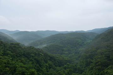 Fototapeta premium やんばるの森林