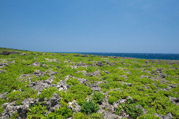 クサトベラの群生