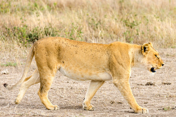 Obraz premium Lion, Serengeti National Park