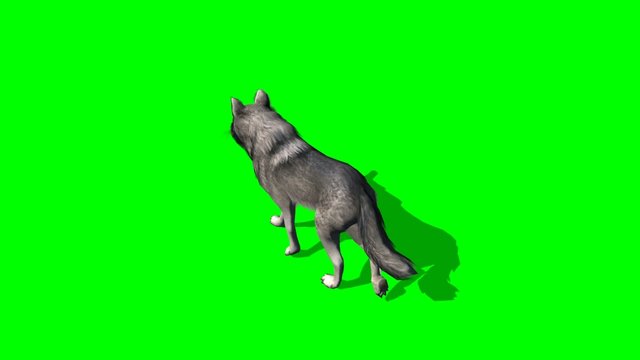 wolf trots - green screen