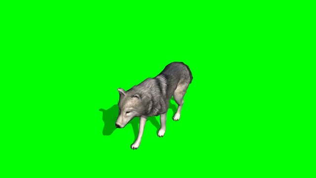 wolf trots - green screen