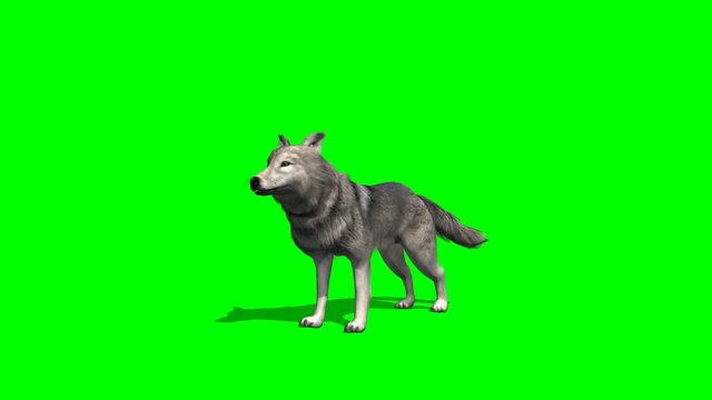 wolf howls - green screen