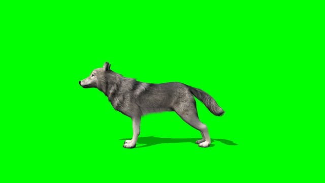 wolf howls - green screen