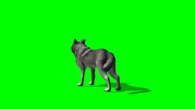 wolf howls - green screen