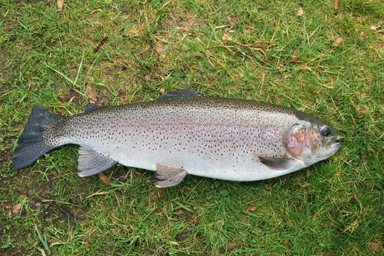 Large Trout on Ground