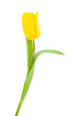 Yellow tulip. - 65572871