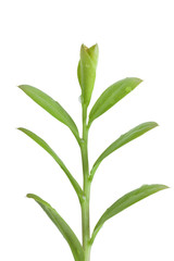 green leaves isolated on white