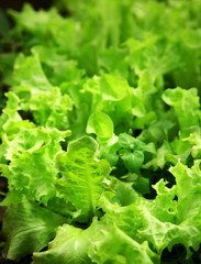 Green lettuce