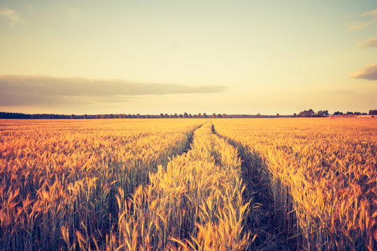 vintage photo of summer sunset over cereal field