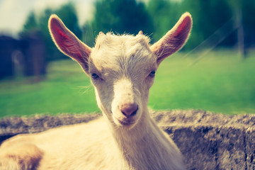 Obraz premium vintage goat portrait