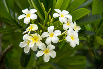 Frangipani Flower
