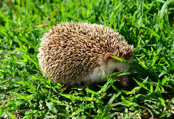 Hedgehog