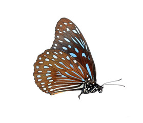 butterfly isolated on white
