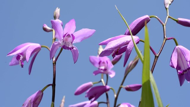 紫蘭の花と青空
