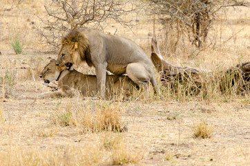 Lions Mating in Tarangire National Park, Tanzania