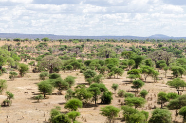 Scenic landscape in Tarangire National Park, Tanzania