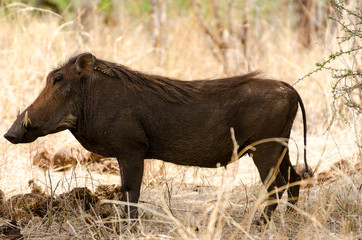 Warthog in Tarangire National Park, Tanzania