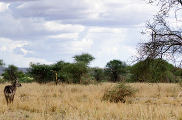 Waterbuck in Tarangire National Park, Tanzania