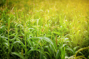 Fototapeta premium Corn field in sunlight