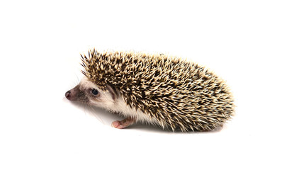 Hedgehog isolate on white background