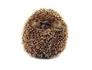 Hedgehog isolate on white background