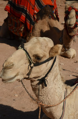Camels, Petra